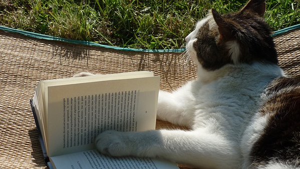 Pensive cat from Interesting Literature