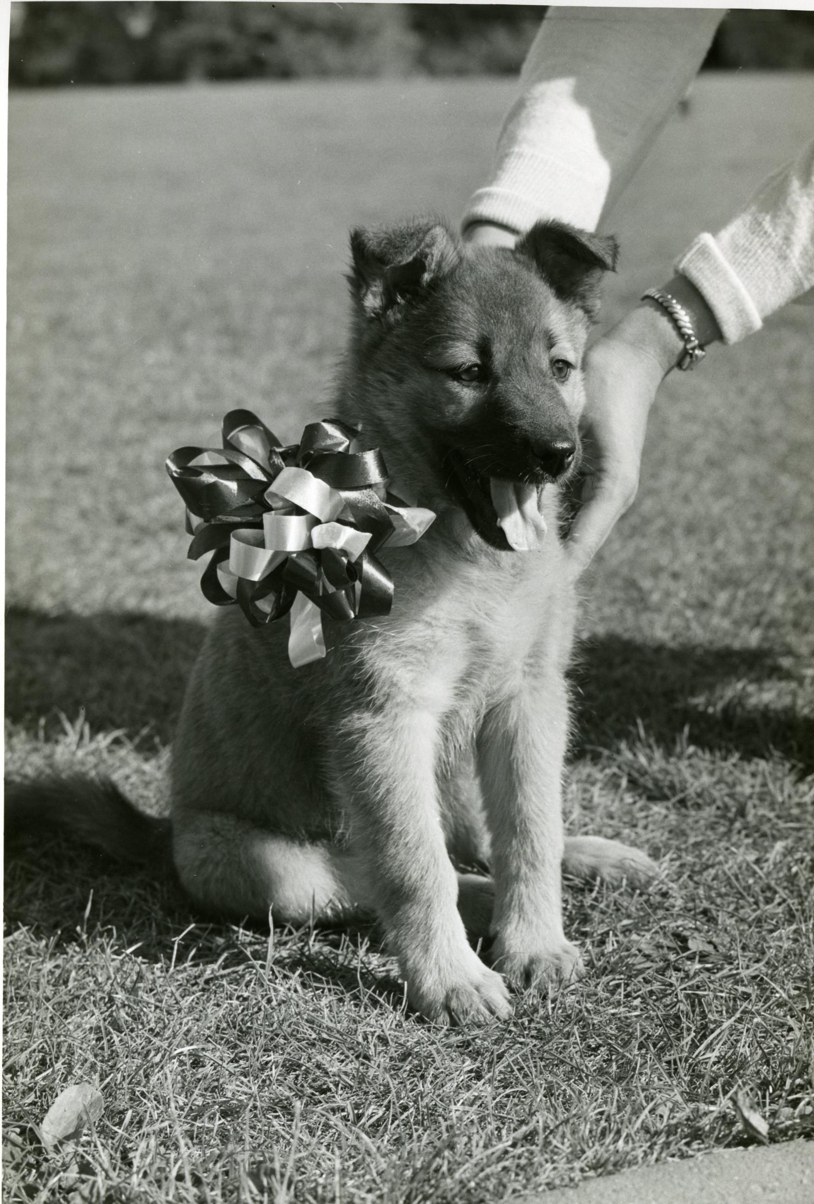 Photo of Louise the Lobo 1956